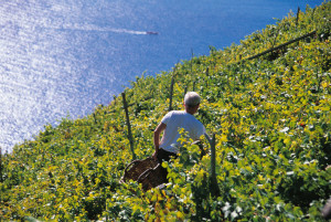 vigne a strapiombo sul mare 